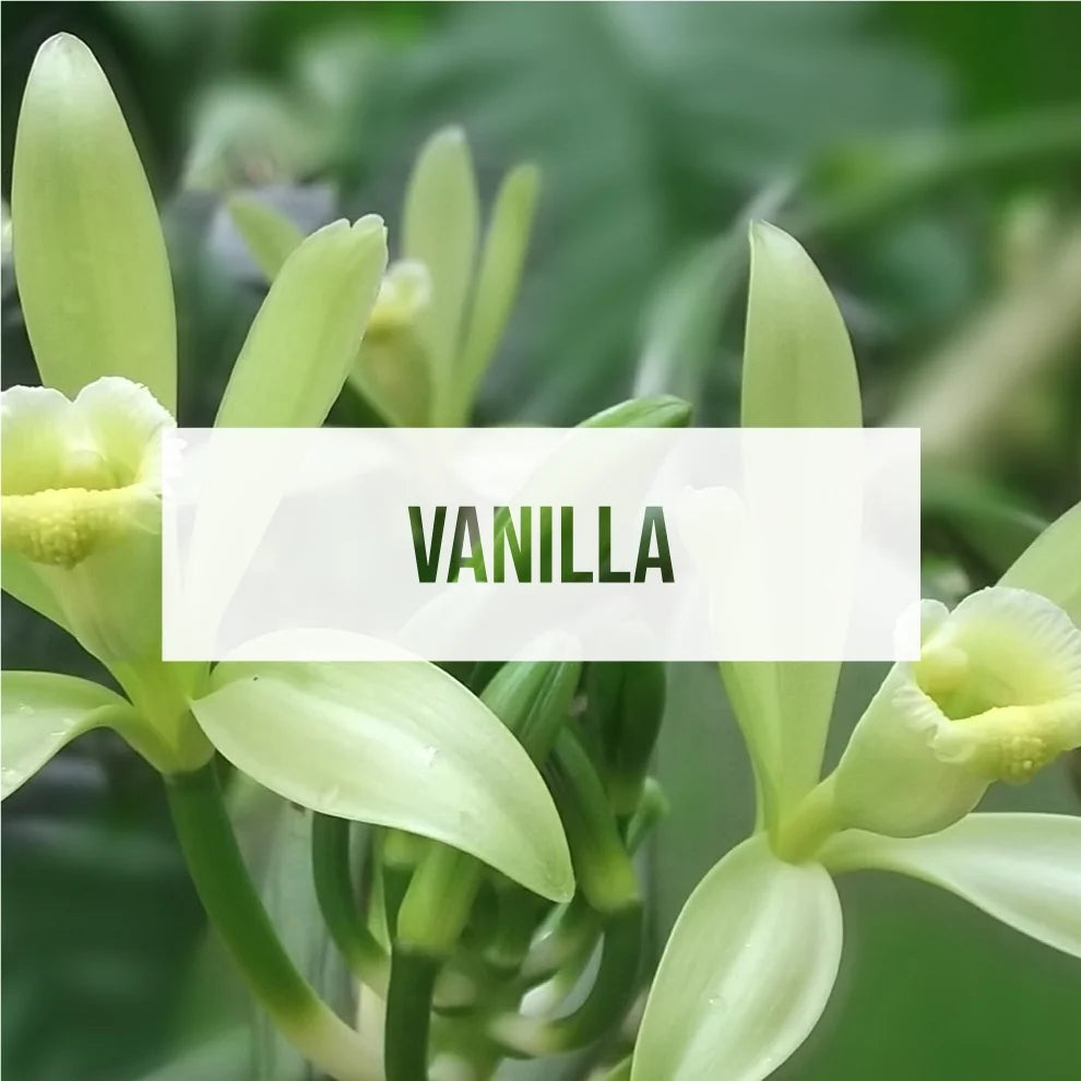 Exotica Car Air Freshener | Spill-proof Can | Organic | For Home & Auto | Long - View 2